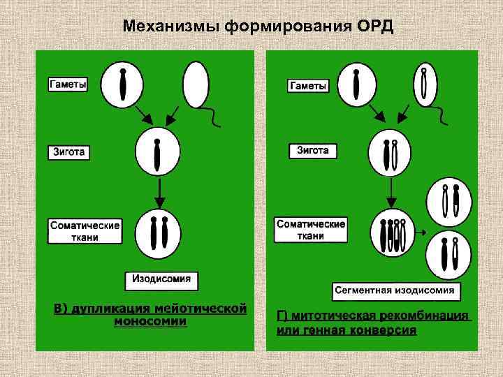 Механизмы формирования ОРД 