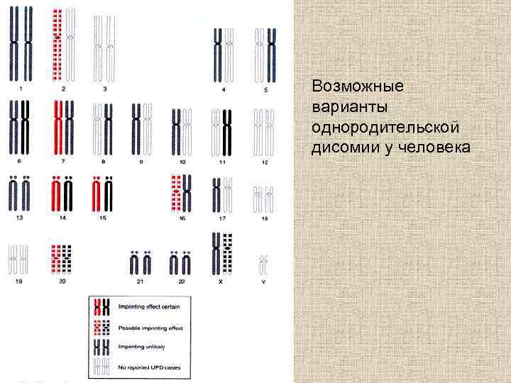 Возможные варианты однородительской дисомии у человека 