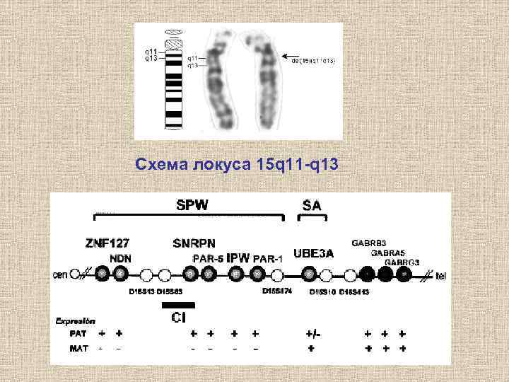 Схема локуса 15 q 11 -q 13 