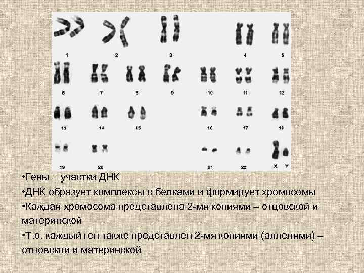  • Гены – участки ДНК • ДНК образует комплексы с белками и формирует