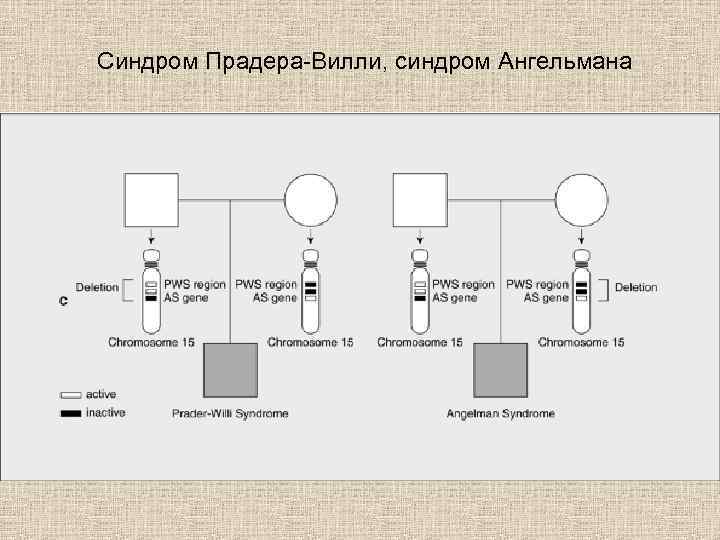 Синдром Прадера-Вилли, синдром Ангельмана 