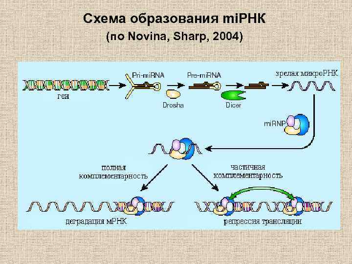 Рнк интерференция схема