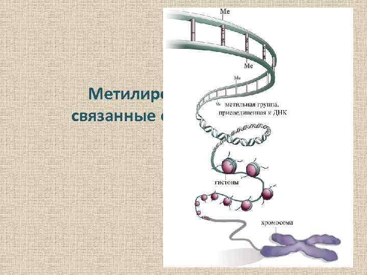 Метилирование ДНК и связанные с ним процессы 