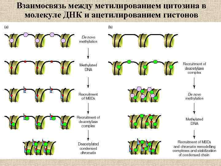 Взаимосвязь между метилированием цитозина в молекуле ДНК и ацетилированием гистонов 