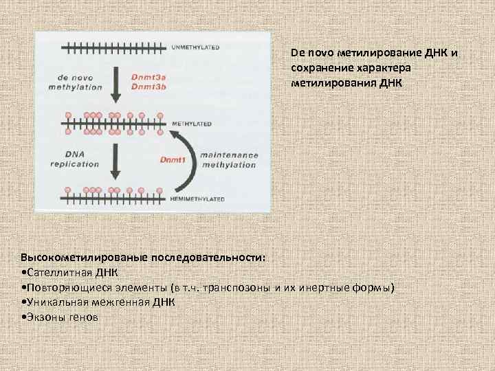 De novo метилирование ДНК и сохранение характера метилирования ДНК Высокометилированые последовательности: • Сателлитная ДНК