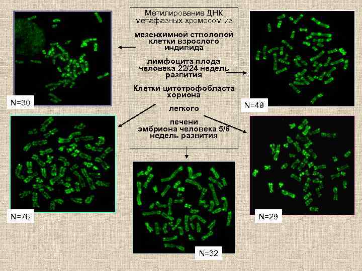 Метилирование ДНК метафазных хромосом из мезенхимной стволовой клетки взрослого индивида лимфоцита плода человека 22/24