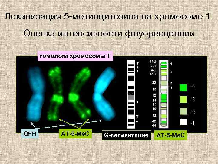 Локализация 5 -метилцитозина на хромосоме 1. Оценка интенсивности флуоресценции гомологи хромосомы 1 QFH АТ-5
