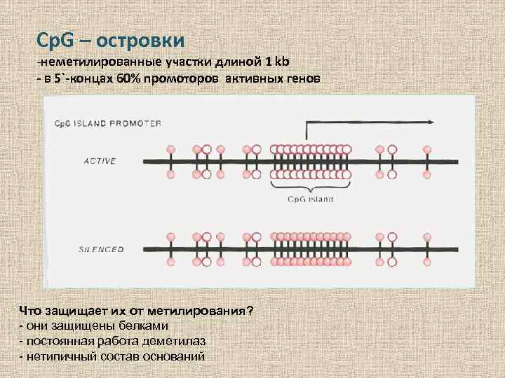 Cp. G – островки -неметилированные участки длиной 1 kb - в 5`-концах 60% промоторов