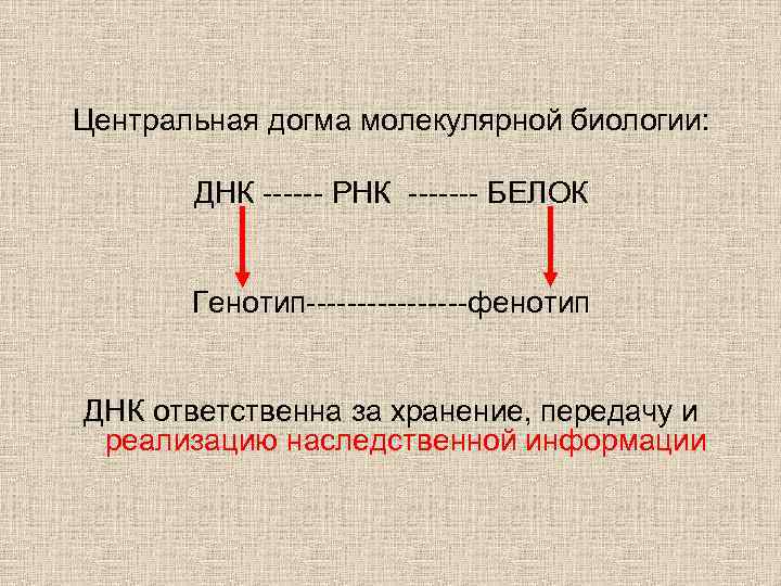 Центральная догма молекулярной биологии: ДНК ------ РНК ------- БЕЛОК Генотип--------фенотип ДНК ответственна за хранение,