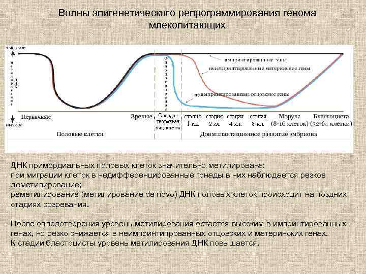 Волны эпигенетического репрограммирования генома млекопитающих ДНК примордиальных половых клеток значительно метилирована; при миграции клеток