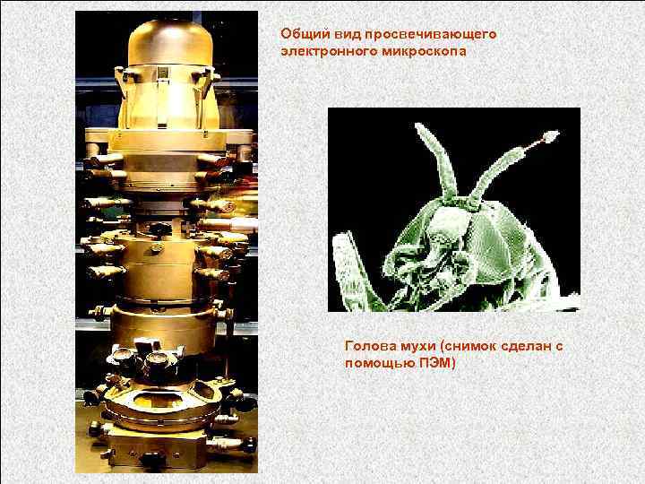 Общий вид просвечивающего электронного микроскопа Голова мухи (снимок сделан с помощью ПЭМ) 