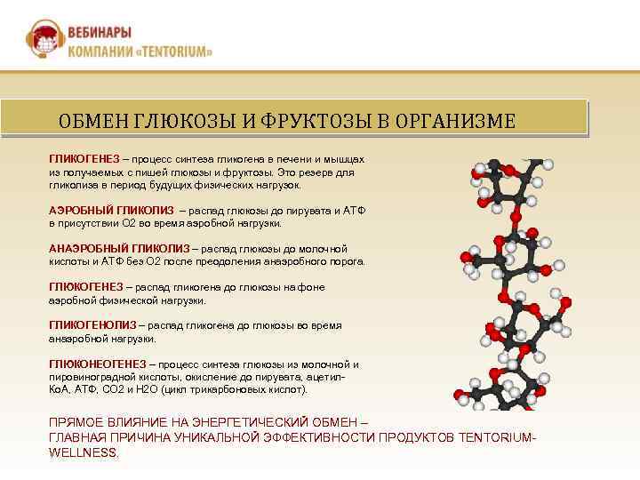 ОБМЕН ГЛЮКОЗЫ И ФРУКТОЗЫ В ОРГАНИЗМЕ ГЛИКОГЕНЕЗ – процесс синтеза гликогена в печени и