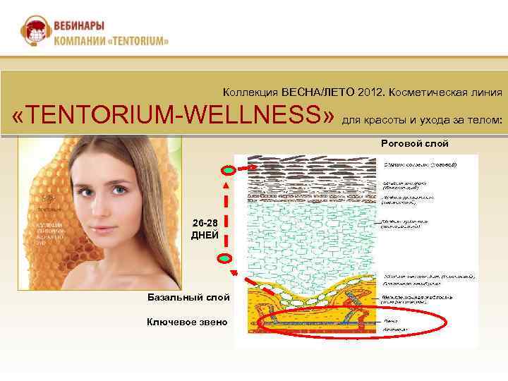 Коллекция ВЕСНА/ЛЕТО 2012. Косметическая линия «TENTORIUM-WELLNESS» для красоты и ухода за телом: Роговой слой