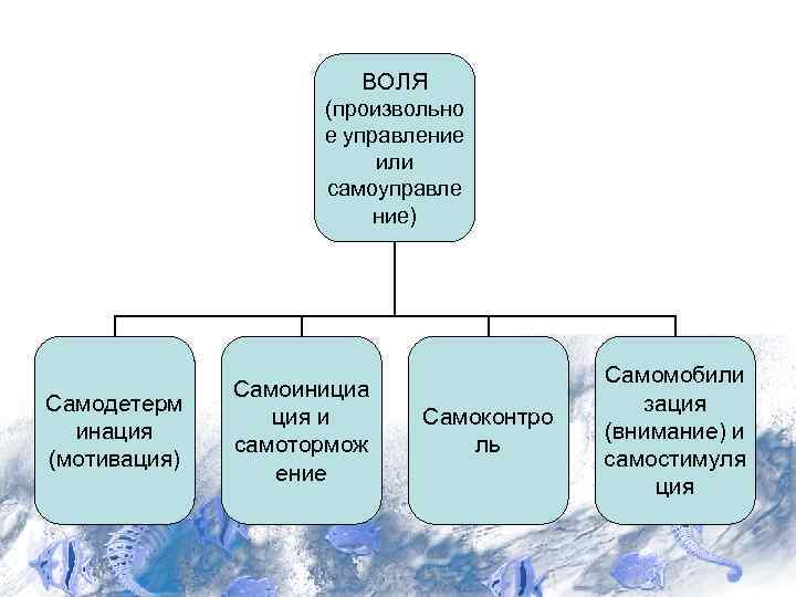 ВОЛЯ (произвольно е управление или самоуправле ние) Самодетерм инация (мотивация) Самоинициа ция и самотормож