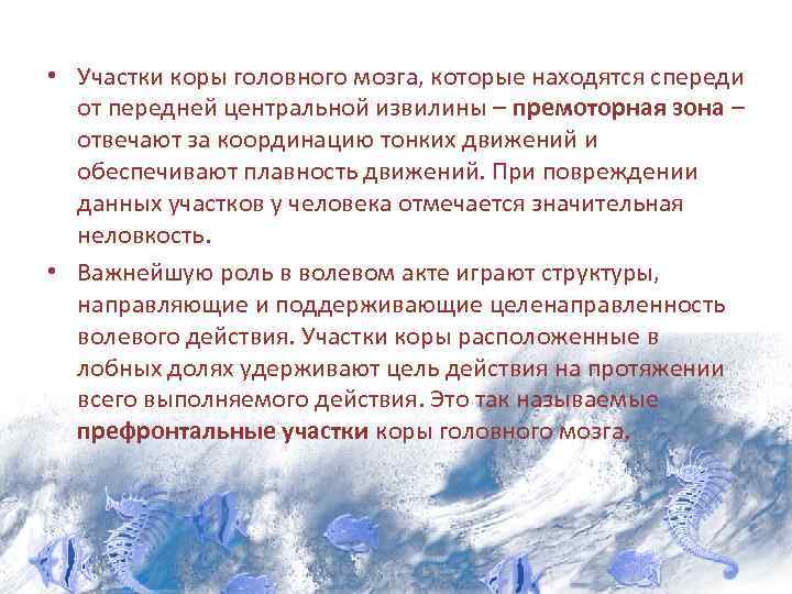  • Участки коры головного мозга, которые находятся спереди от передней центральной извилины –