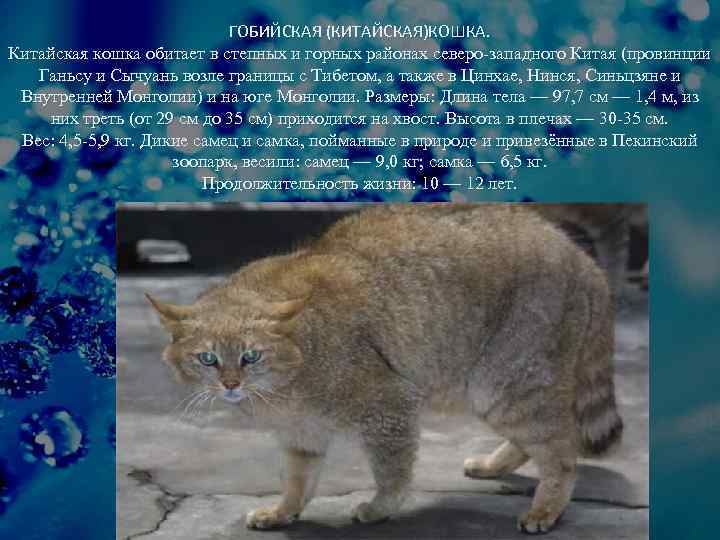 ГОБИЙСКАЯ (КИТАЙСКАЯ)КОШКА. Китайская кошка обитает в степных и горных районах северо-западного Китая (провинции Ганьсу