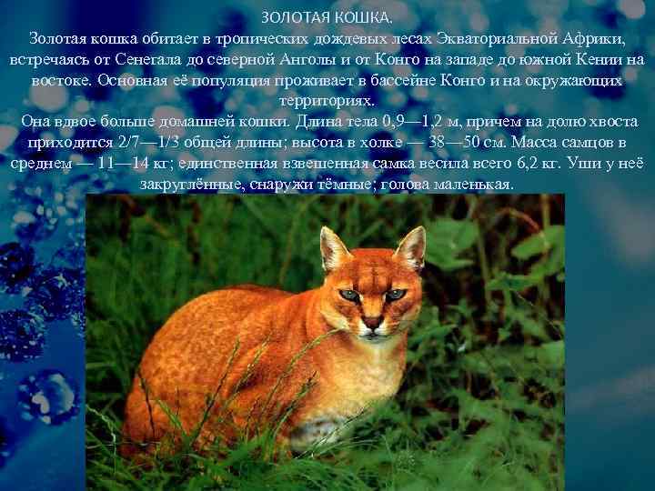 ЗОЛОТАЯ КОШКА. Золотая кошка обитает в тропических дождевых лесах Экваториальной Африки, встречаясь от Сенегала