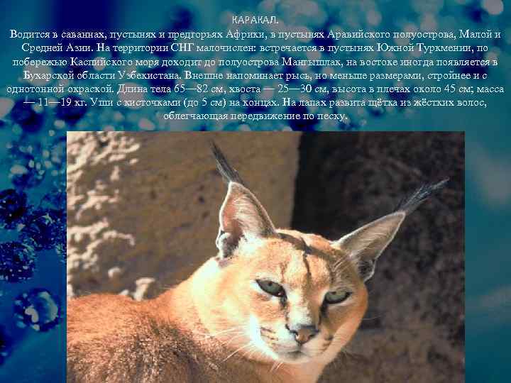 КАРАКАЛ. Водится в саваннах, пустынях и предгорьях Африки, в пустынях Аравийского полуострова, Малой и