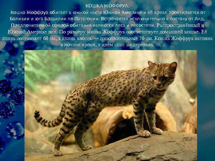 КОШКА ЖОФФРУА. Кошка Жоффруа обитает в южной части Южной Америки и её ареал простирается