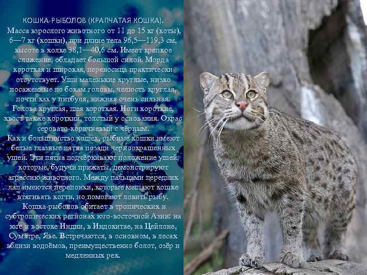 КОШКА-РЫБОЛОВ (КРАПЧАТАЯ КОШКА). Масса взрослого животного от 11 до 15 кг (коты), 6— 7