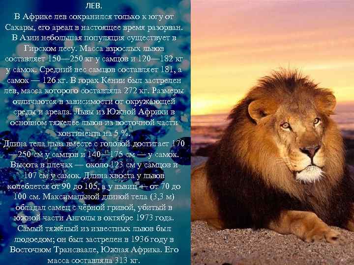 ЛЕВ. В Африке лев сохранился только к югу от Сахары, его ареал в настоящее