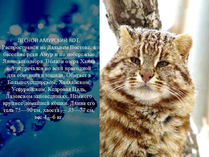 ЛЕСНОЙ АМУРСКИЙ КОТ. Распространён на Дальнем Востоке, в бассейне реки Амур и по побережью