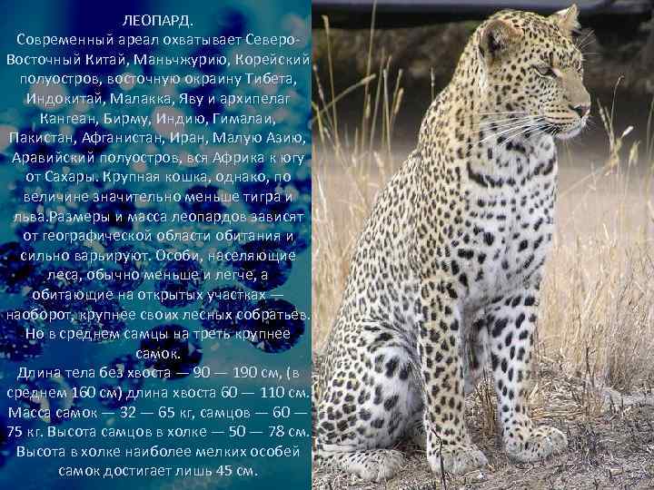 ЛЕОПАРД. Современный ареал охватывает Северо. Восточный Китай, Маньчжурию, Корейский полуостров, восточную окраину Тибета, Индокитай,