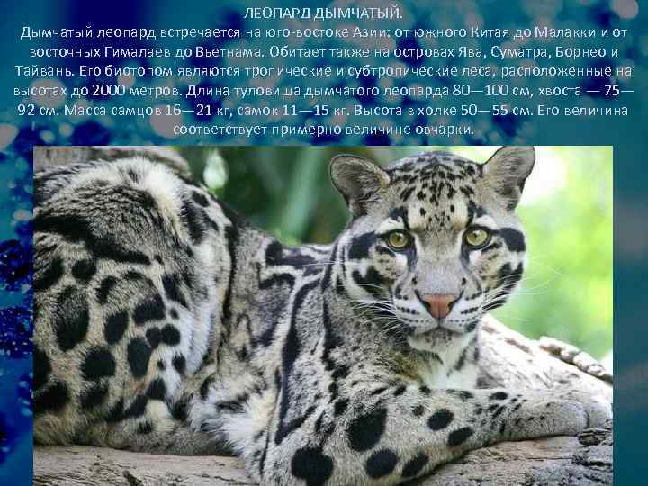 ЛЕОПАРД ДЫМЧАТЫЙ. Дымчатый леопард встречается на юго-востоке Азии: от южного Китая до Малакки и