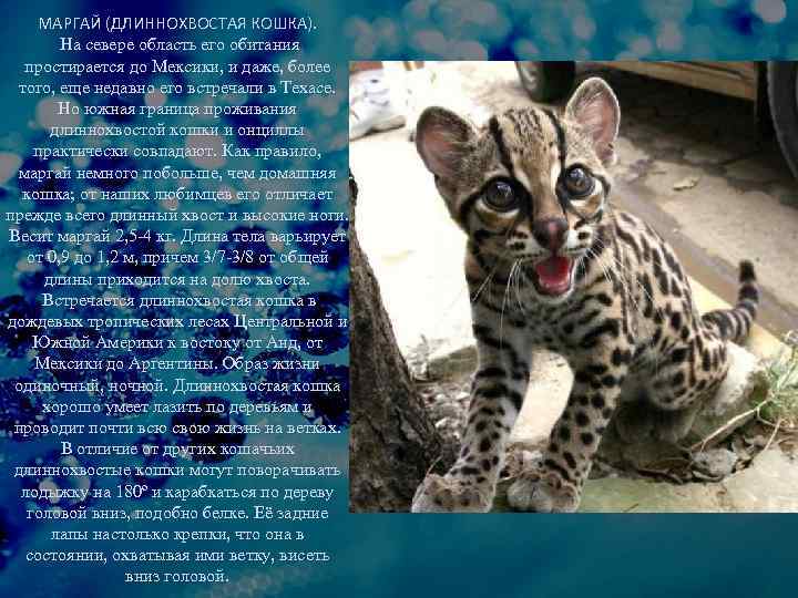 МАРГАЙ (ДЛИННОХВОСТАЯ КОШКА). На севере область его обитания простирается до Мексики, и даже, более