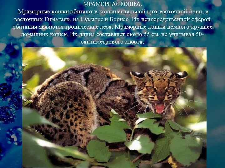 МРАМОРНАЯ КОШКА. Мраморные кошки обитают в континентальной юго-восточной Азии, в восточных Гималаях, на Суматре