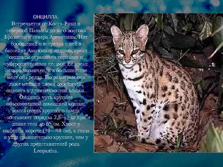 ОНЦИЛЛА. Встречается от Коста-Рики и северной Панамы до юго-востока Бразилии и севера Аргентины. Нет