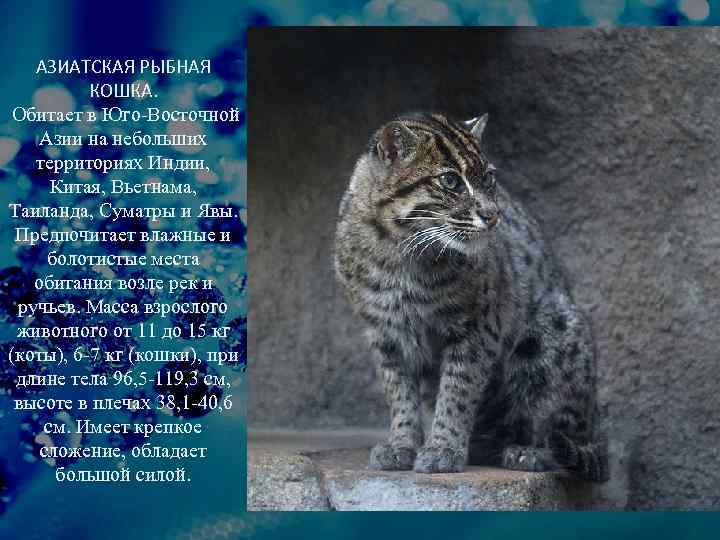 АЗИАТСКАЯ РЫБНАЯ КОШКА. Обитает в Юго-Восточной Азии на небольших территориях Индии, Китая, Вьетнама, Таиланда,