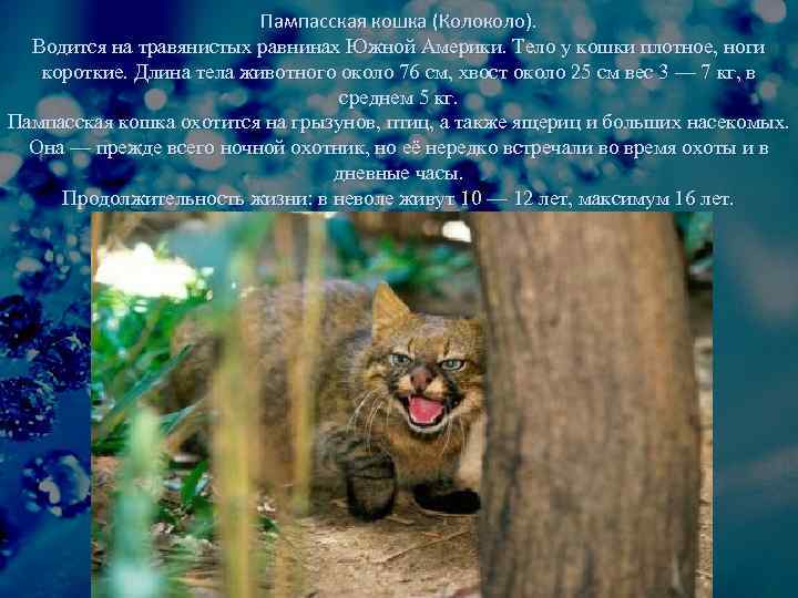 Пампасская кошка (Колоколо). Водится на травянистых равнинах Южной Америки. Тело у кошки плотное, ноги