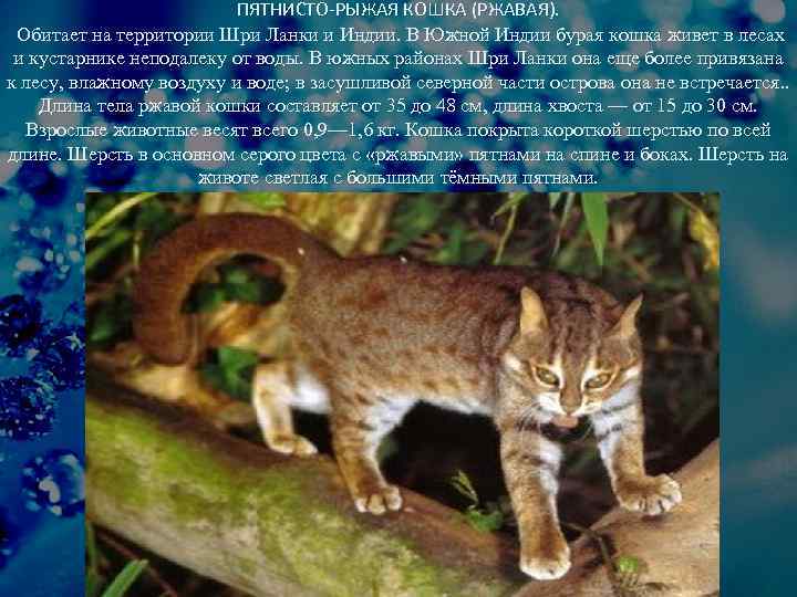 ПЯТНИСТО-РЫЖАЯ КОШКА (РЖАВАЯ). Обитает на территории Шри Ланки и Индии. В Южной Индии бурая