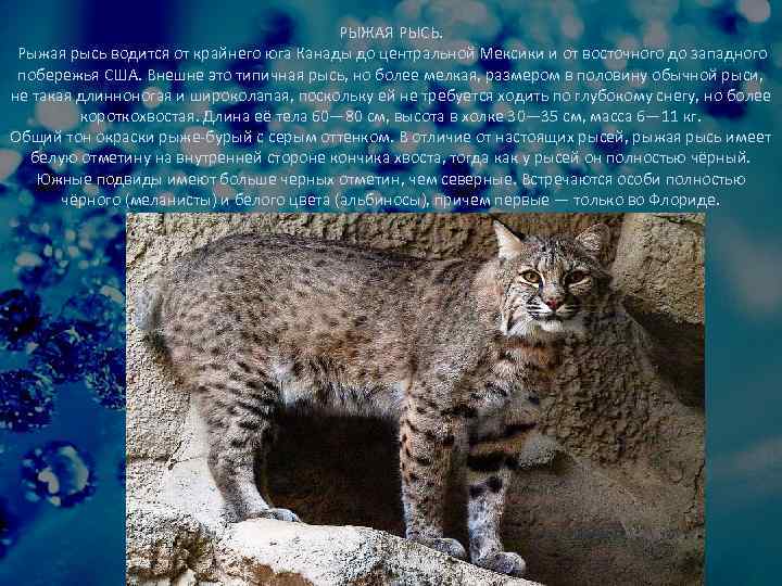 РЫЖАЯ РЫСЬ. Рыжая рысь водится от крайнего юга Канады до центральной Мексики и от
