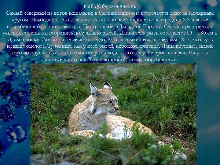 РЫСЬ(Обыкновенная). Самый северный из видов кошачьих; в Скандинавии она встречается даже за Полярным кругом.