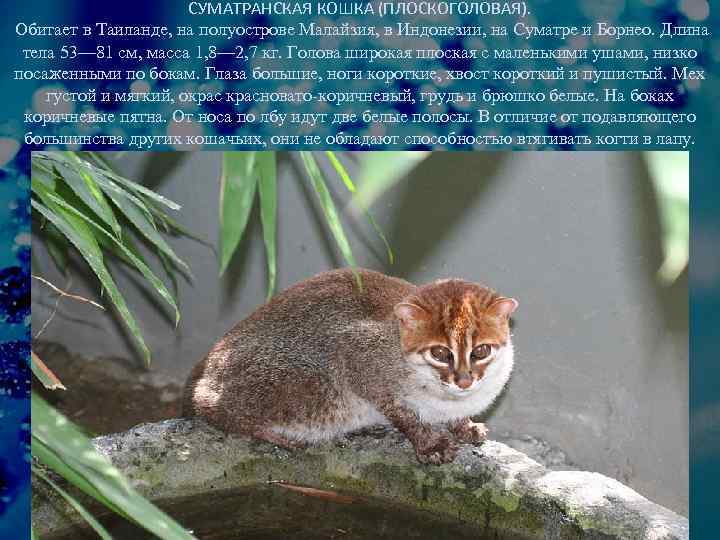 СУМАТРАНСКАЯ КОШКА (ПЛОСКОГОЛОВАЯ). Обитает в Таиланде, на полуострове Малайзия, в Индонезии, на Суматре и