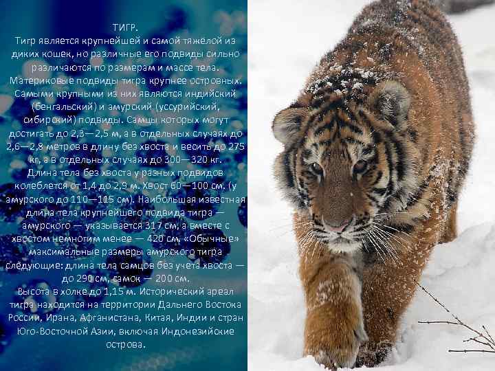 ТИГР. Тигр является крупнейшей и самой тяжёлой из диких кошек, но различные его подвиды