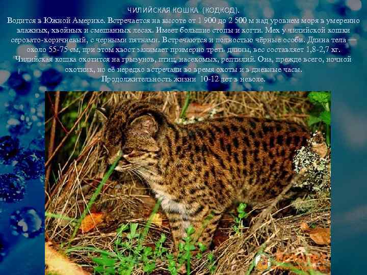 ЧИЛИЙСКАЯ КОШКА (КОДКОД). Водится в Южной Америке. Встречается на высоте от 1 900 до