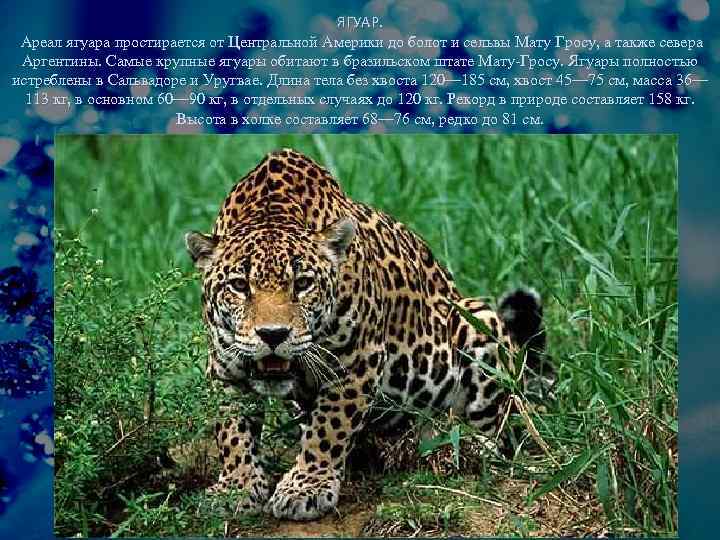 ЯГУАР. Ареал ягуара простирается от Центральной Америки до болот и сельвы Мату Гросу, а