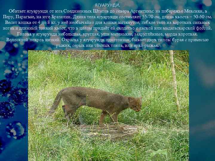 ЯГУАРУНДИ. Обитает ягуарунди от юга Соединенных Штатов до севера Аргентины: на побережье Мексики, в