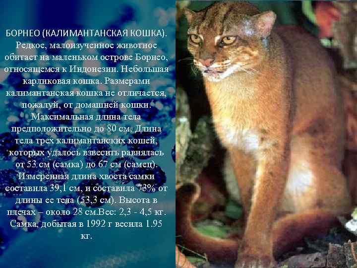 БОРНЕО (КАЛИМАНТАНСКАЯ КОШКА). Редкое, малоизученное животное обитает на маленьком острове Борнео, относящемся к Индонезии.