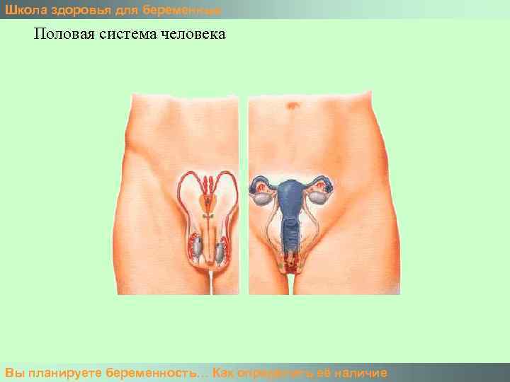 Школа здоровья для беременных Половая система человека Вы планируете беременность… Как определить её наличие