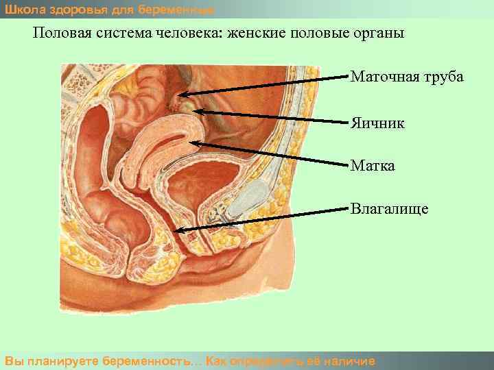 Школа здоровья для беременных Половая система человека: женские половые органы Маточная труба Яичник Матка