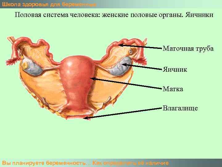 Женские половые органы внутри