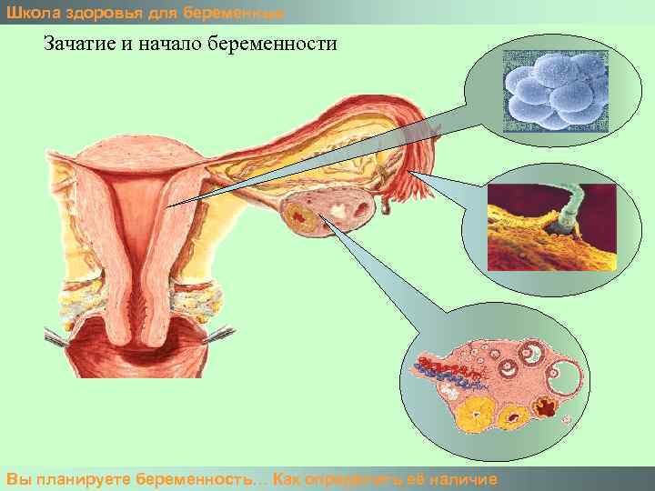 Школа здоровья для беременных Зачатие и начало беременности Вы планируете беременность… Как определить её