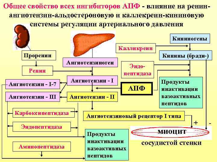 Общее свойство всех ингибиторов АПФ - влияние на ренинангиотензин-альдостероновую и каллекреин-кининовую системы регуляции артериального