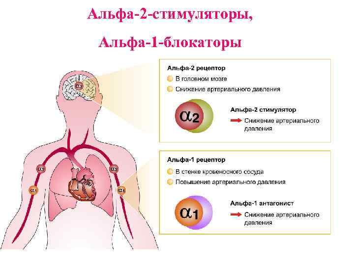 Альфа-2 -стимуляторы, Альфа-1 -блокаторы 