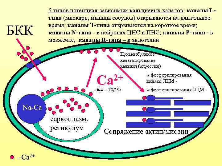 БКК 5 типов потенциал-зависимых кальциевых каналов: каналы Lтипа (миокард, мышцы сосудов) открываются на длительное
