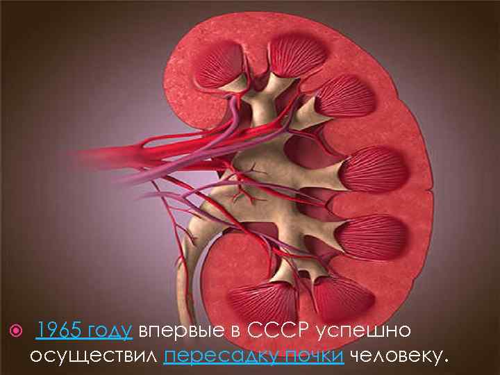 1965 году впервые в СССР успешно осуществил пересадку почки человеку. 